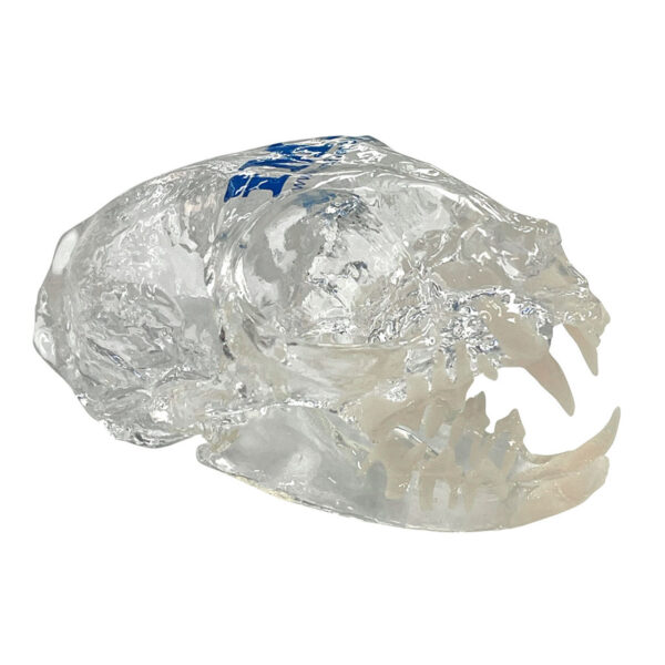 Anatomical Models & Charts
